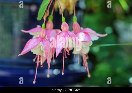 Fucschia fleur de jardin, gros plan rose et blanc blom sur un fond doux de foyer d'autres fuchsia et un pot de fleur en céramique bleue Banque D'Images