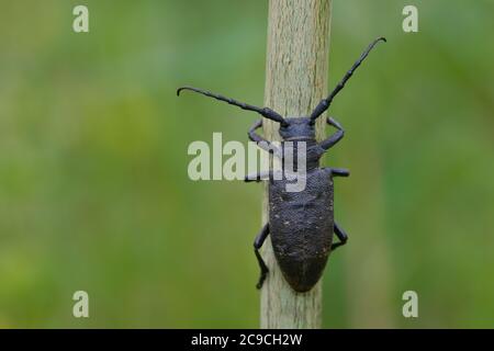 Scarabée (lamia textor). Trouvé dans une brousse de saule dans les bois du sud du Jamtland en Suède. Banque D'Images