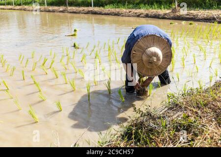 les semis de riz sont prêts à être plantés avec un foyer mou et sur la lumière en arrière-plan Banque D'Images