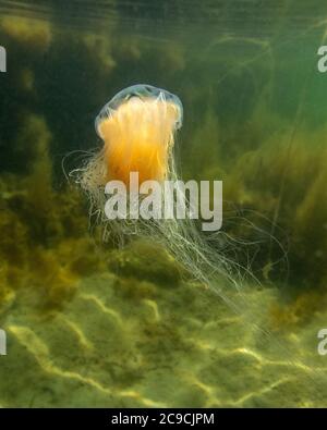 Les méduses Lions de l'homme nagent sous l'eau Banque D'Images
