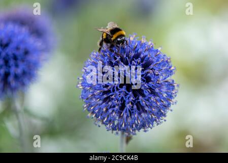 Globe Thistle with Bee, Echinops ritro Veitch's Blue, RHS Gardens, Wisley, Royaume-Uni Banque D'Images
