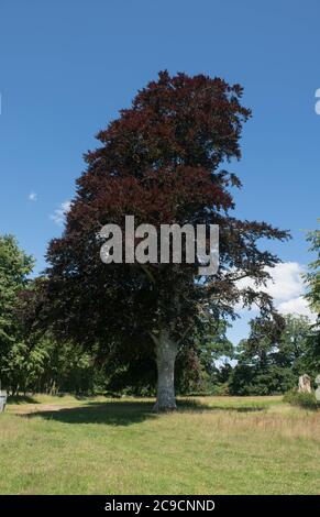 Feuillage d'été d'un arbre de hêtre pourpre ou de cuivre (Fagus sylvatica F. purpurea) avec un ciel bleu brillant dans un parc dans le Devon rural, Angleterre, Royaume-Uni Banque D'Images