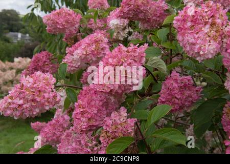 Têtes de fleurs roses d'un arbuste de l'Hydrangea (Hydrangea paniculata Vanille Fulève 'Rehny') dans un jardin de campagne à Devon, Angleterre, Royaume-Uni Banque D'Images