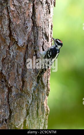 Un pic mâle Downy (Dryobates pubiscens) sur un arbre de Cape Cod, aux États-Unis Banque D'Images