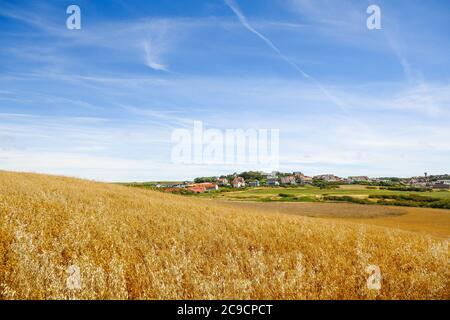 Champ de maïs, chemin des douiers entre le Portel et Equihen, pas-de-Calais, hauts-de-France, France Banque D'Images