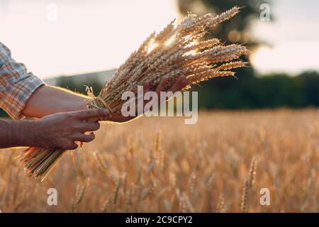 L'agriculteur tient une gerbe d'épis de blé dans le champ de céréales au coucher du soleil. Agriculture et récolte agricole, Banque D'Images
