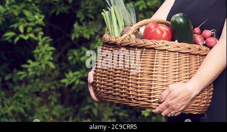 Agriculteur femme tenant un panier en osier plein de légumes frais crus. Panier avec légumes dans les mains à l'extérieur. Banque D'Images