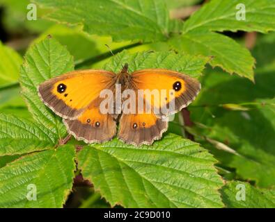 Un papillon gardien (Pyronia tithonus), Oxfordshire Banque D'Images