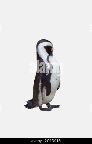 Pinguin africain avec bec derrière le corps - isolé Banque D'Images