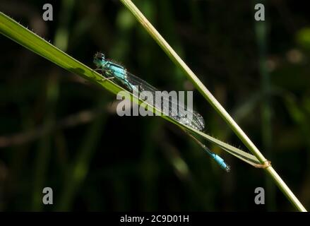 Mâle perchée mouche à queue bleue (Ischnuma elegans), Oxfordshire Banque D'Images