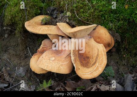 Champignon comestible Lactifluus volemus dans la forêt de bouleau. Connu sous le nom de Fishy Milkcap ou volumineuse-latex Milky. Groupe de champignons sauvages poussant dans la mousse. Banque D'Images