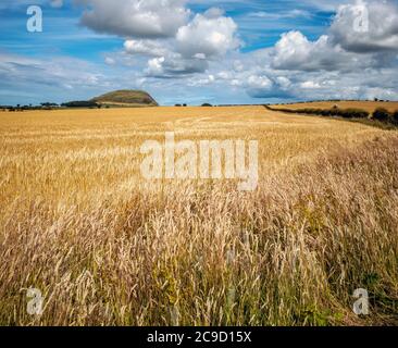 Cultures poussant dans un champ avec Tratrain Law en arrière-plan, East Lothian, Écosse, Royaume-Uni. Banque D'Images