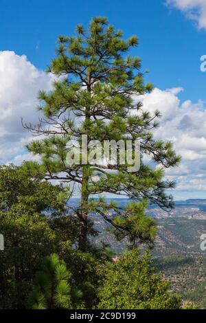 Chihuahua White Pine (Pinus strobiformis), Urique Canyon, une partie du complexe Copper Canyon, Chihuahua, Mexique. Banque D'Images