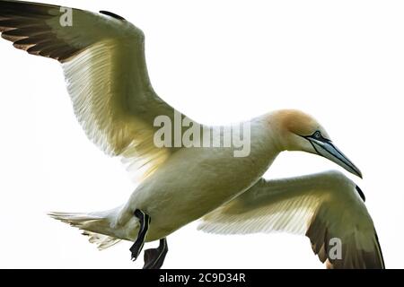 Images de séquence de vol et d'atterrissage au nid de Gannet du Nord, Morus bassanus. Great Saltee Island, Irlande. Banque D'Images