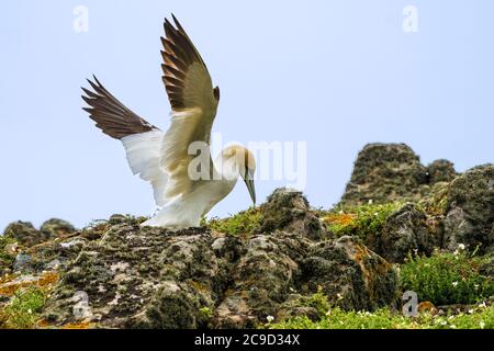 Images de séquence de vol et d'atterrissage au nid de Gannet du Nord, Morus bassanus. Great Saltee Island, Irlande. Banque D'Images
