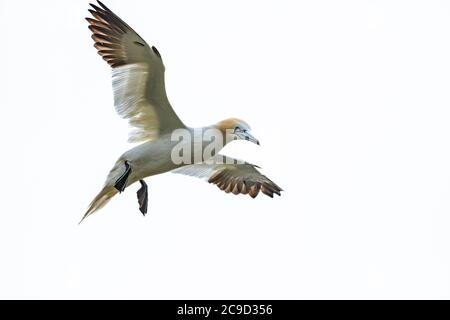 Images de séquence de vol et d'atterrissage au nid de Gannet du Nord, Morus bassanus. Great Saltee Island, Irlande. Banque D'Images