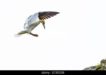 Images de séquence de vol et d'atterrissage au nid de Gannet du Nord, Morus bassanus. Great Saltee Island, Irlande. Banque D'Images