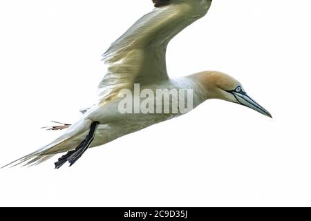 Images de séquence de vol et d'atterrissage au nid de Gannet du Nord, Morus bassanus. Great Saltee Island, Irlande. Banque D'Images
