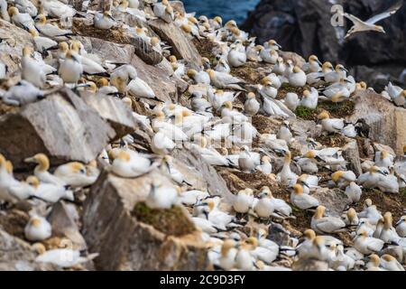 L'une des plus grandes colonies reproductrices au monde de gantets du Nord (Morus bassanus) sur l'île Great Saltee, au sud de l'Irlande. Banque D'Images