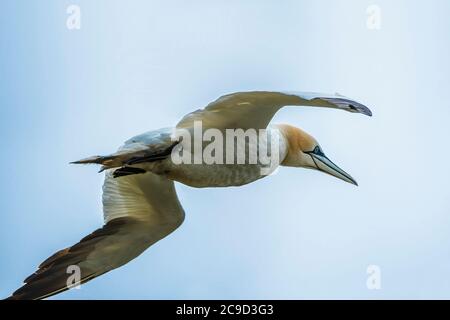 Volant du nord du Gannet, Morus bassanus. Great Saltee Island, Irlande. Banque D'Images