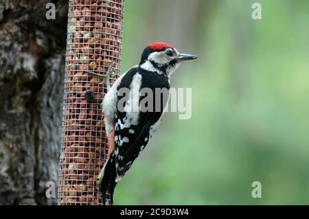 Petit pic tacheté juvénile (Dendrocopos Major) sur le détenteur de l'arachide, juillet, plaine côtière du Sussex Ouest. Banque D'Images