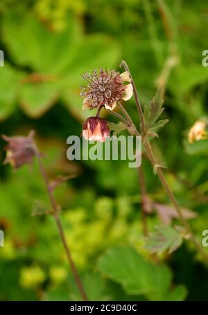 Gros plan des avens d'eau (Geum rivale) avec des gouttes de rosée. Islande Banque D'Images