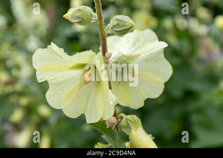 Gros plan de la fleur d'Alcea rugosa ou de hollyhock le jour de la pluie Banque D'Images