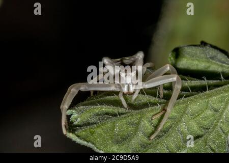 Spécimen d'araignée de crabe blanc - Thomisus onustus Thomisidae Banque D'Images