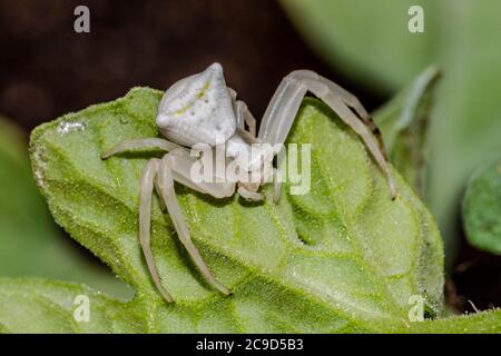 Spécimen d'araignée de crabe blanc - Thomisus onustus Thomisidae Banque D'Images