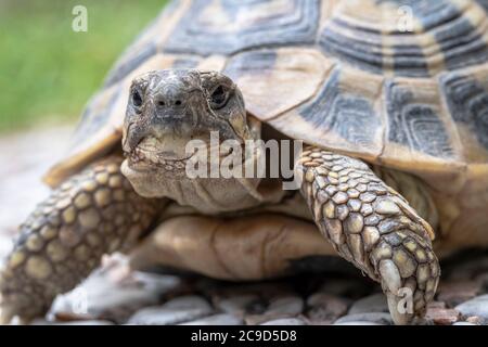 Tortue terrestre dans le jardin Banque D'Images