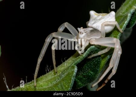 Spécimen d'araignée de crabe blanc - Thomisus onustus Thomisidae Banque D'Images