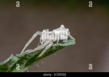 Spécimen d'araignée de crabe blanc - Thomisus onustus Thomisidae Banque D'Images