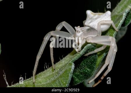 Spécimen d'araignée de crabe blanc - Thomisus onustus Thomisidae Banque D'Images