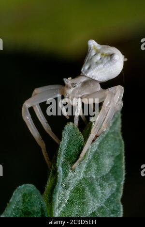 Spécimen d'araignée de crabe blanc - Thomisus onustus Thomisidae Banque D'Images