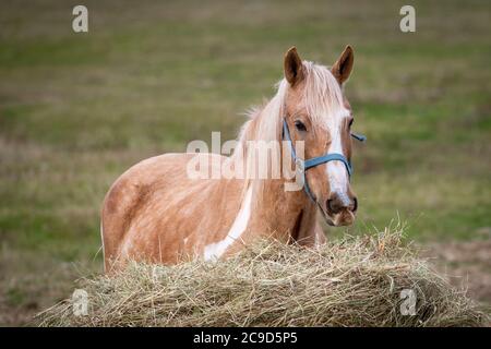 Un jeune cheval brun clair se tient devant un grand paquet de foin à mâcher. Le cheval a une longue manie blanche. L'animal a une bride bleue sur sa tête. Banque D'Images