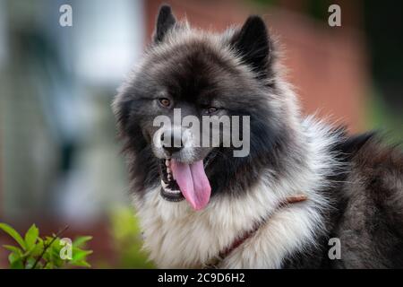 Un grand chien noir et blanc, un mélange entre un husky et une chow, regarde latéralement avec sa languette pendante. Banque D'Images