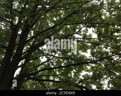 Vue de dessous du dessus de l'arbre où de nombreuses feuilles et branches Banque D'Images