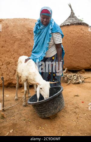 Une agricultrice africaine nourrit son petit troupeau de moutons et de chèvres à l'extérieur de sa maison, dans la région de Tahoua, au Niger, en Afrique de l'Ouest. Banque D'Images