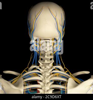 Illustration anatomique précise du dos, du cou et du crâne humains, montrant le système vasculaire. Banque D'Images