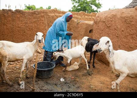 Une agricultrice africaine nourrit son petit troupeau de moutons et de chèvres à l'extérieur de sa maison, dans la région de Tahoua, au Niger, en Afrique de l'Ouest. Banque D'Images