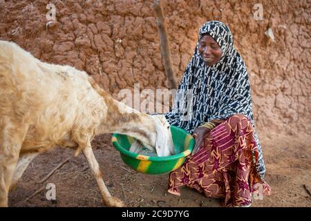 Une agricultrice nourrit son petit troupeau de moutons et de chèvres à l'extérieur de sa maison, dans la région de Tahoua, au Niger, en Afrique de l'Ouest. Banque D'Images