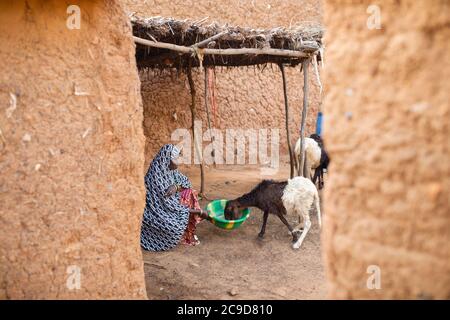 Une agricultrice nourrit son petit troupeau de moutons et de chèvres à l'extérieur de sa maison, dans la région de Tahoua, au Niger, en Afrique de l'Ouest. Banque D'Images