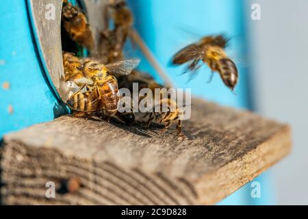 Groupe d'abeilles volant dans des ruches vintage Banque D'Images
