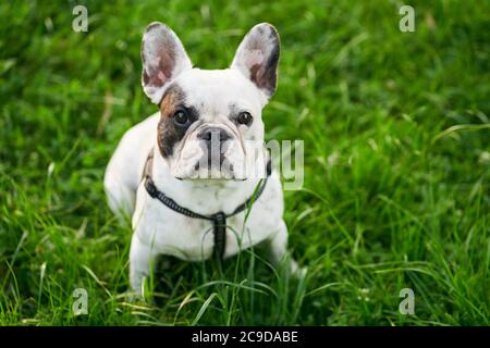 Vue de dessus de la charmante bulldogue française blanche et brune portant la laisse assise sur l'herbe verte fraîche à l'extérieur. Animal domestique mignon regardant l'appareil photo, en appréciant une promenade dans le parc en été. Banque D'Images