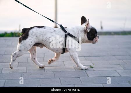 Vue latérale d'un adorable boudogue français, lac en arrière-plan. Joli petit chien blanc et marron portant du laisse noir en profitant de la promenade avec le propriétaire. Animaux domestiques, concept animaux domestiques. Banque D'Images