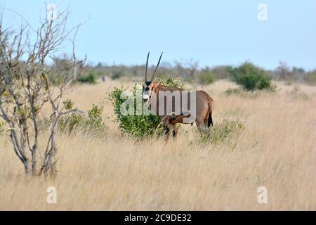 Oryx à oreilles frange, Beisa-Oryx, Oryx beisa callotis, bojtos fülű bejza, Parc national de Tsavo-est, Kenya, Afrique Banque D'Images