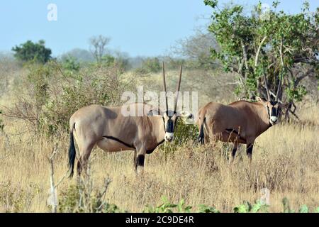 Oryx à oreilles frange, Beisa-Oryx, Oryx beisa callotis, bojtos fülű bejza, Parc national de Tsavo-est, Kenya, Afrique Banque D'Images