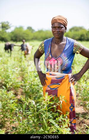 Wekapy (37) se trouve dans les champs de sésame de sa famille dans la province de Mouhoun, au Burkina Faso. Sa famille a vu son revenu augmenter en raison de la formation et de l'accès aux marchés qu'elle a reçus dans le cadre du projet SESAME. PROJET SESAME - Burkina Faso, Afrique de l'Ouest. 13 septembre 2018. Photo de Jake Lyell pour le secours luthérien du monde. Banque D'Images