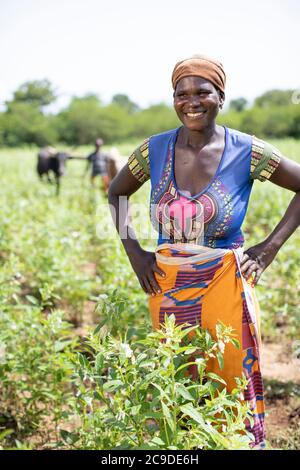 Wekapy (37) se trouve dans les champs de sésame de sa famille dans la province de Mouhoun, au Burkina Faso. Sa famille a vu son revenu augmenter en raison de la formation et de l'accès aux marchés qu'elle a reçus dans le cadre du projet SESAME. PROJET SESAME - Burkina Faso, Afrique de l'Ouest. 13 septembre 2018. Photo de Jake Lyell pour le secours luthérien du monde. Banque D'Images