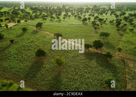 Des acres et des acres de sésame de qualité poussent dans des champs appartenant à un agriculteur de la province rurale de Mouhoun, Burkina Faso, Afrique de l'Ouest. Banque D'Images